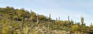 Wickenburg Cacti
