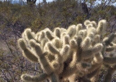 CHOLLA