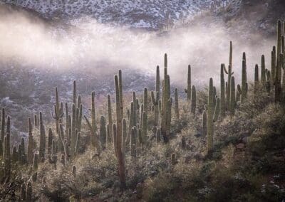 wick saguaro