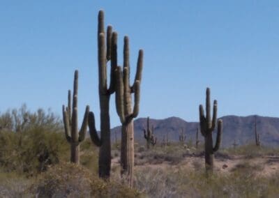 wick saguaro cacti
